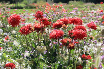 red flowers in the garden