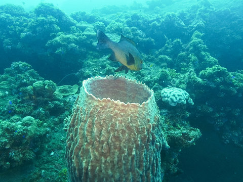 side view of a midnight snapper and barrel sponge at liberty wreck in tulamben