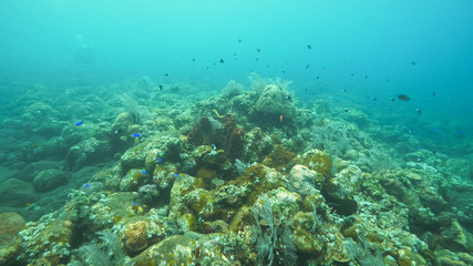 Fototapeta na wymiar reef fish on the liberty wreck at tulamben on bali