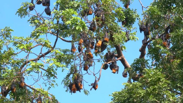 Colony of bats hanging out upside down in trees ( close up )	