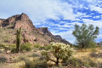 Fototapeta na wymiar Gold Canyon Arizona Desert Saguaro Landscape
