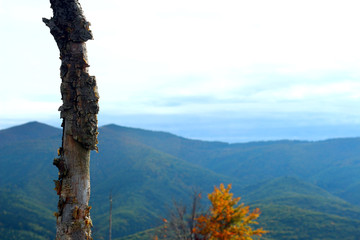 tree trunk against the backdrop of a mountain landscape