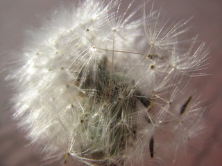 dandelion seeds that have not yet flown away 