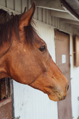 Close up of horse face sharp