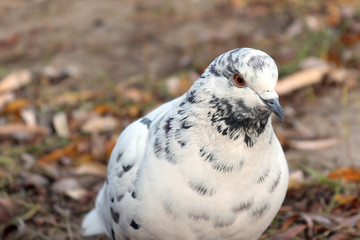 white motley pigeon