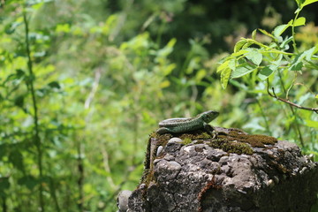 A green lizard basks in the sun, on a stone covered with moss