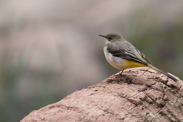 Fototapeta premium bird on a branch