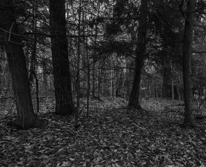 black and white forest scene 