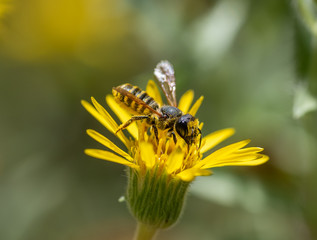 Native Megachile bee on a yellow Hairy Goldaster flower