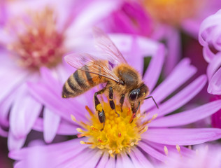 Honey Bee on pink aster flower (Apis mellifera)