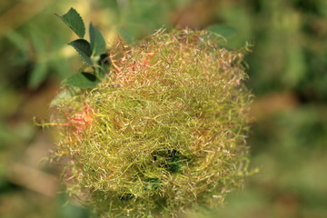 moss on a tree