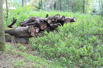 stack of wood in forest