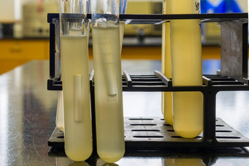 Durham tubes showing gas production by bacteria. This is a positive test result.