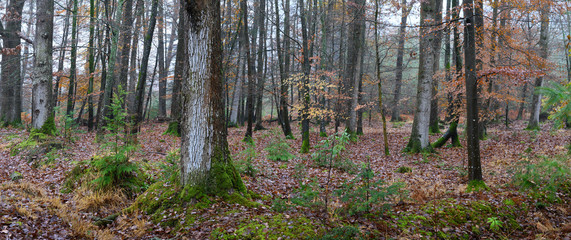 Obraz premium November morning in the new forest hampshire