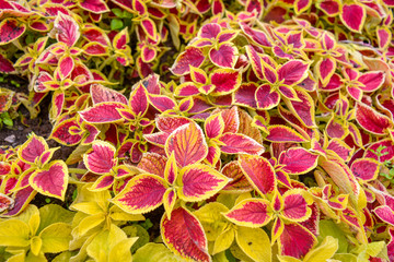 Garden coleus plants with bright red leaves cover themselves with a flower bed