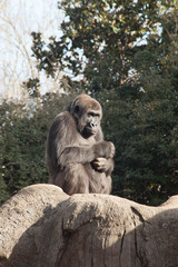 Gorilla outdoors in the sunshine