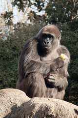 Gorilla outdoors in the sunshine