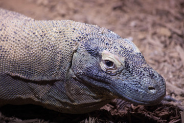 Lizard outdoors in the sunshine