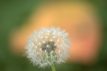 Fototapeta premium タンポポの綿毛