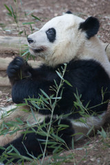 Fototapeta premium Panda Bear outdoors