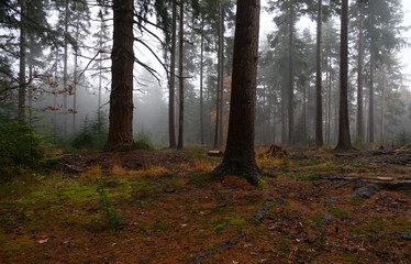 November morning in the new forest  hampshire