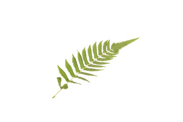 Green fern leaf isolated white background