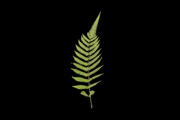 Green fern leaf isolated black background