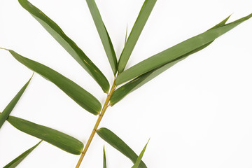 Isolated green bamboo leaf "Bambusoideae" white background