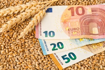 Euro banknotes on wheat kernel background with wheat ears - wheat cost or prize concept