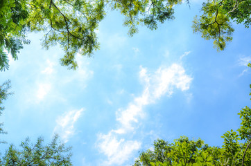 Leaf frame on blue sky background