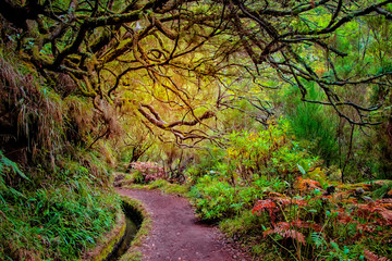 Laurel forest on Madeira island is the biggest on the world. It's a fairytale fantasy world in Portugal. It is nature background. - obrazy, fototapety, plakaty