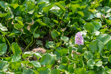 Obraz na płótnie Canvas Cai Be, Kinh 28 canal, Vietnam - March 13, 2019: Frame filled with big green circular leaves of water hyacinth with one light purple flower. The plant floats on water.