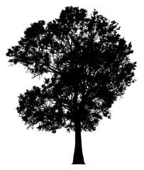 Silhouette tree isolated white background. Clipping path included