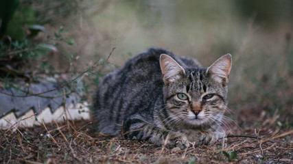 Gato entre plantas en el campo