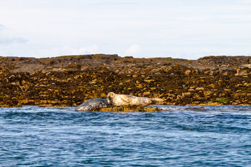 Seals on the shore in The Farne Islands