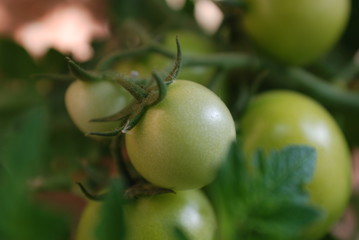Cherry tomato plant, green globe.