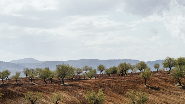 Campo de almendros recien labrado con nubes