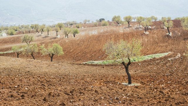 Campo de almendros recien labrado con nubes