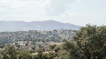 Encinar en el campo andaluz