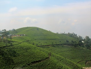 Sunrise and foggy mountain view of tea plantation at Kemuning, indonesia. Natural background