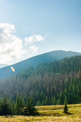 Forest and Polish mountains Tatry on a beautiful sunny day