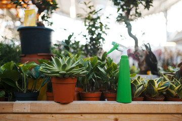 Flowers in pots, garden spray, shop for floristry