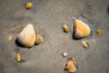 Seashells by the seaside