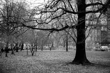 Central Park New York 1