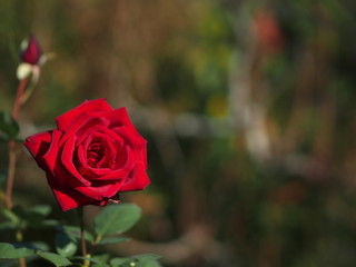 赤いバラの花