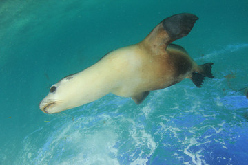 Fototapeta premium Australian Sea Lion underwater 