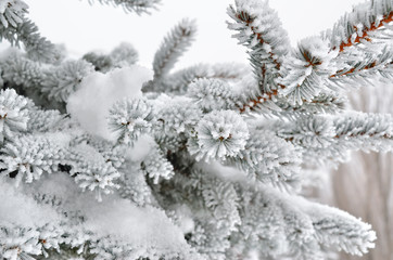 Pine needles covered with frost in the winter woods.