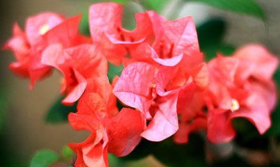 Fototapeta na wymiar Pink Bougainvillea flower at tree in Indonesia.