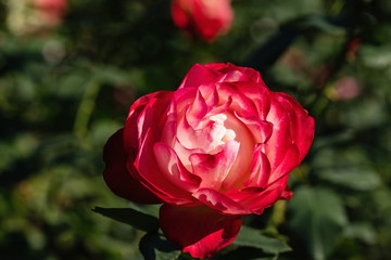 A bright red rose flower in the garden