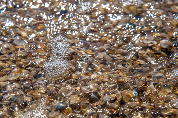 Seashells by the seaside